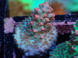 SPS Assorted Aquacultured Frags