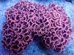 Walling Hammer Coral (Euphyllia ancora)
