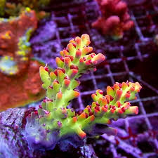 SPS Assorted Aquacultured Frags