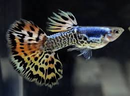 Guppy Galaxy Variegated Male