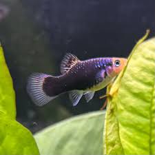 Platy Black/Marbled