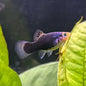 Platy Black/Marbled