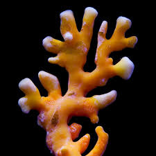 Lace Coral Orange (Distichopora sp.)
