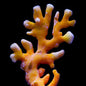 Lace Coral Orange (Distichopora sp.)
