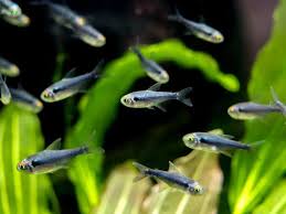 Neon Tetra Species