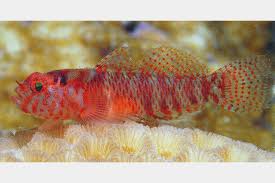 Speckled Dwarf Goby (Eviota sparsa)