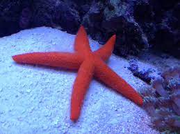 Sea Star / Starfish