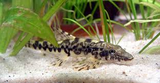 Lizard Fish/Saddleback Loach (Homaloptera orthogoniata) 4.5cm