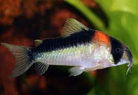 Corydora - Adolfoi (Corydoras adolfoi)