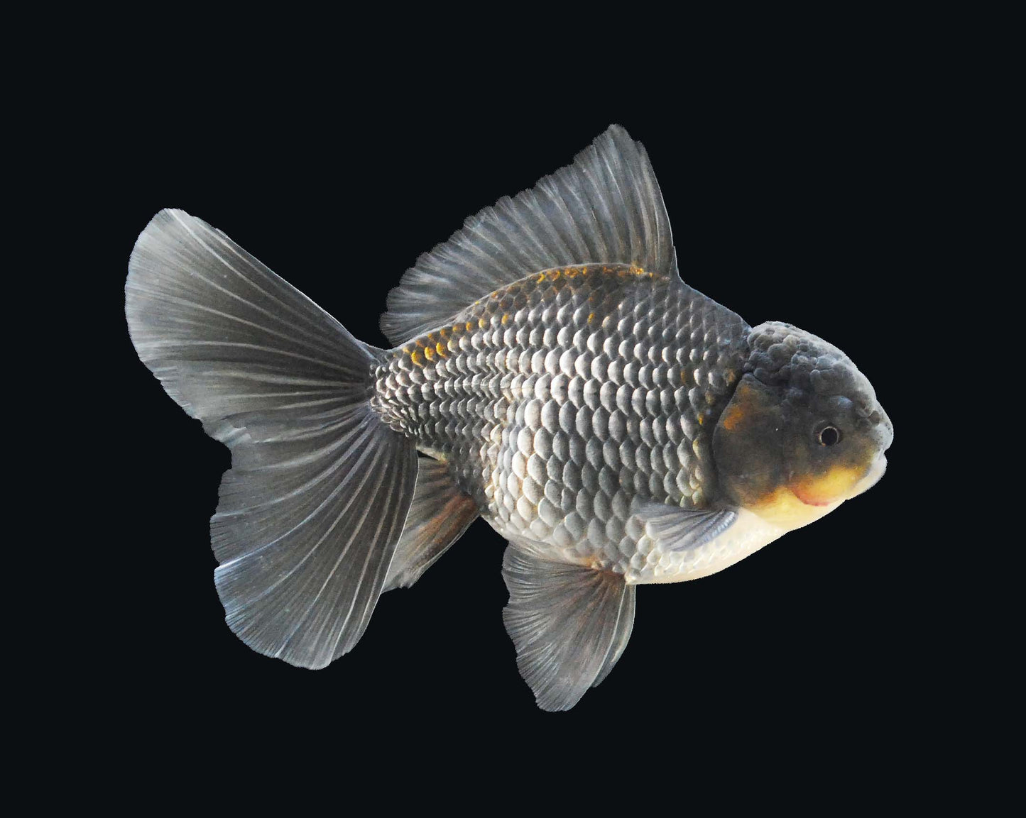 Goldfish - Oranda Blue