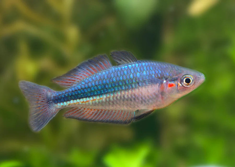 Rainbowfish - Duboulay's / Crimson Spot