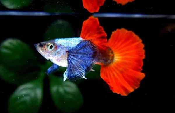 Guppy Dumbo Male - Various