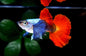 Guppy Dumbo Male - Various