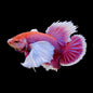 Betta Dumbo Male - Assorted