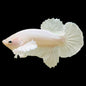 Betta Dumbo Male - Assorted