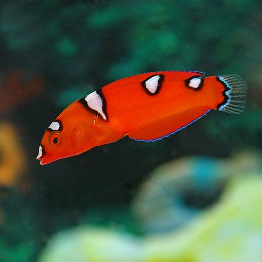 Wrasse - Flame/Coris juvenile (Coris gaimard)