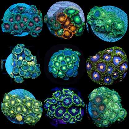 Zoanthid [Aquacultured]