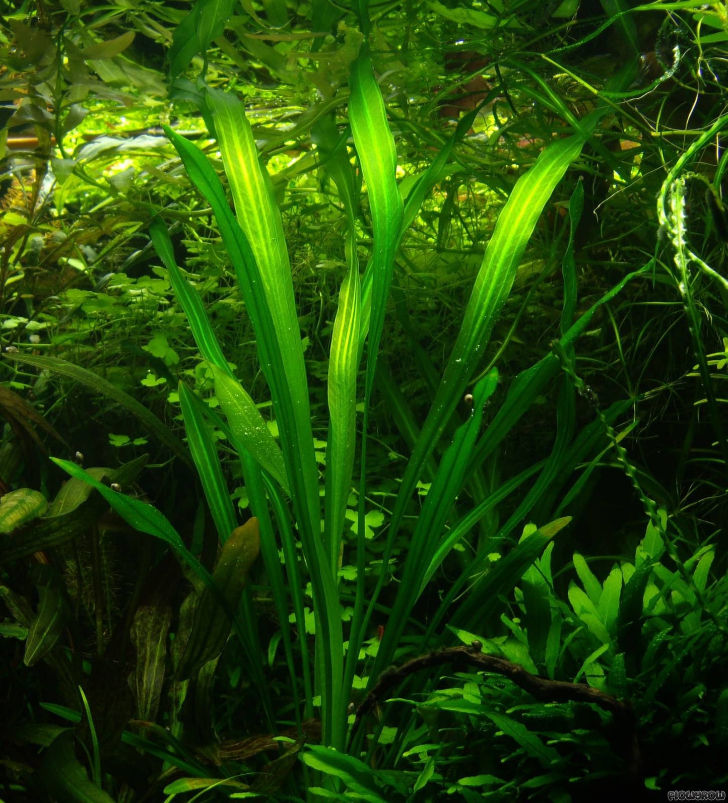 Echinodorus uruguayensis 'Amazon Uruguay' Sword