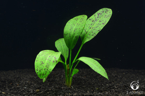 Echinodorus 'Ozelot Green'