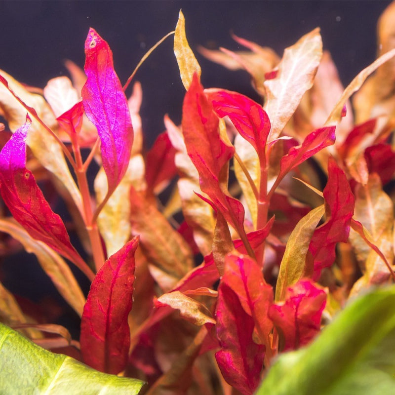 Alternanthera Reineckii 'Rosaefolia'