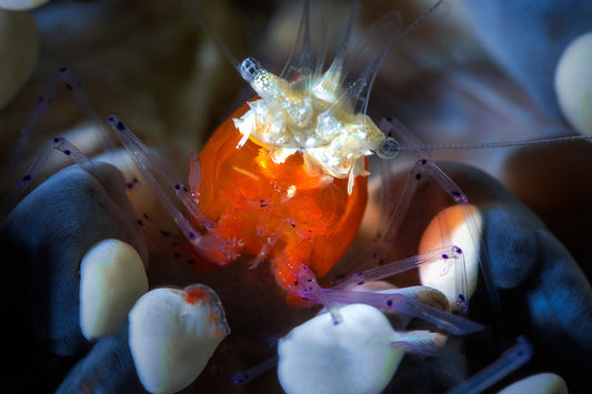 Anemone Shrimp Pop-Corn (Rare)