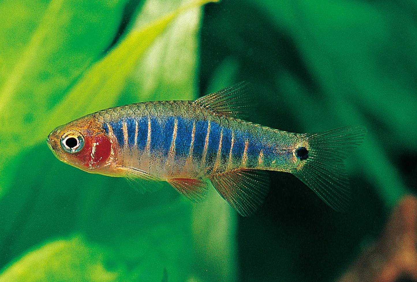 Danio - Dwarf Emerald Rasbora (Danio erythromicron)
