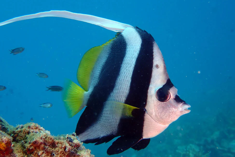 Bannerfish - Longfin (Heniochus acuminatus)