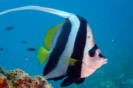 Bannerfish - Longfin (Heniochus acuminatus)
