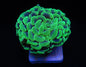 Hammer Coral - Branching (Euphyllia paraancora)