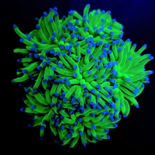 Torch Corals (Euphyllia glabrescens.)