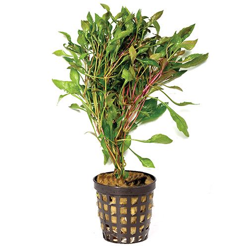 Alternanthera Variegata "Pink Ivy"