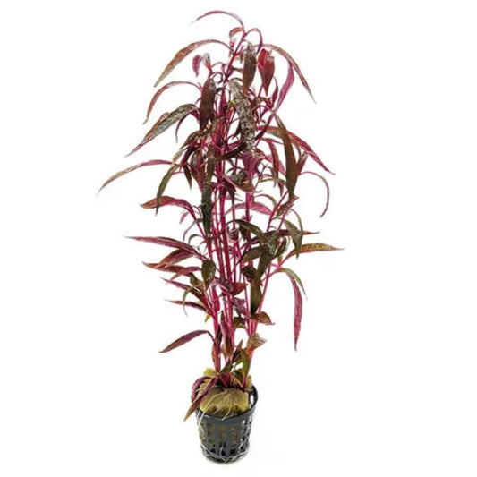 Violet Alt (Alternanthera Sessilis) - Marginal/Bog plant
