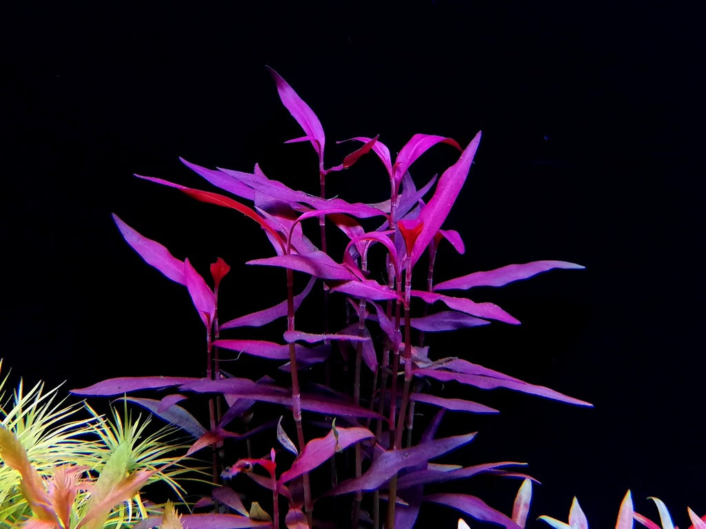 Persicaria maculosa (Sao Paolo)