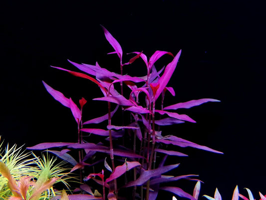 Persicaria maculosa (Sao Paolo)