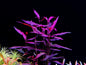 Persicaria maculosa (Sao Paolo)