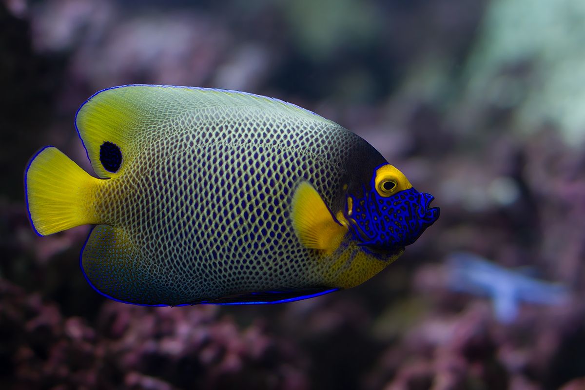 Angelfish Blue Face (Special Order) "Very Rare"