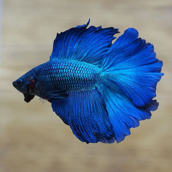 Betta Halfmoon Male - Assorted