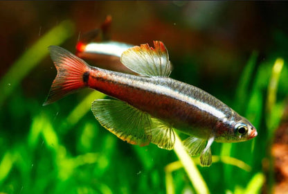 White Cloud Minnow (Tanichthys albonubes) - Various