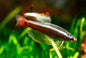 White Cloud Minnow (Tanichthys albonubes) - Various