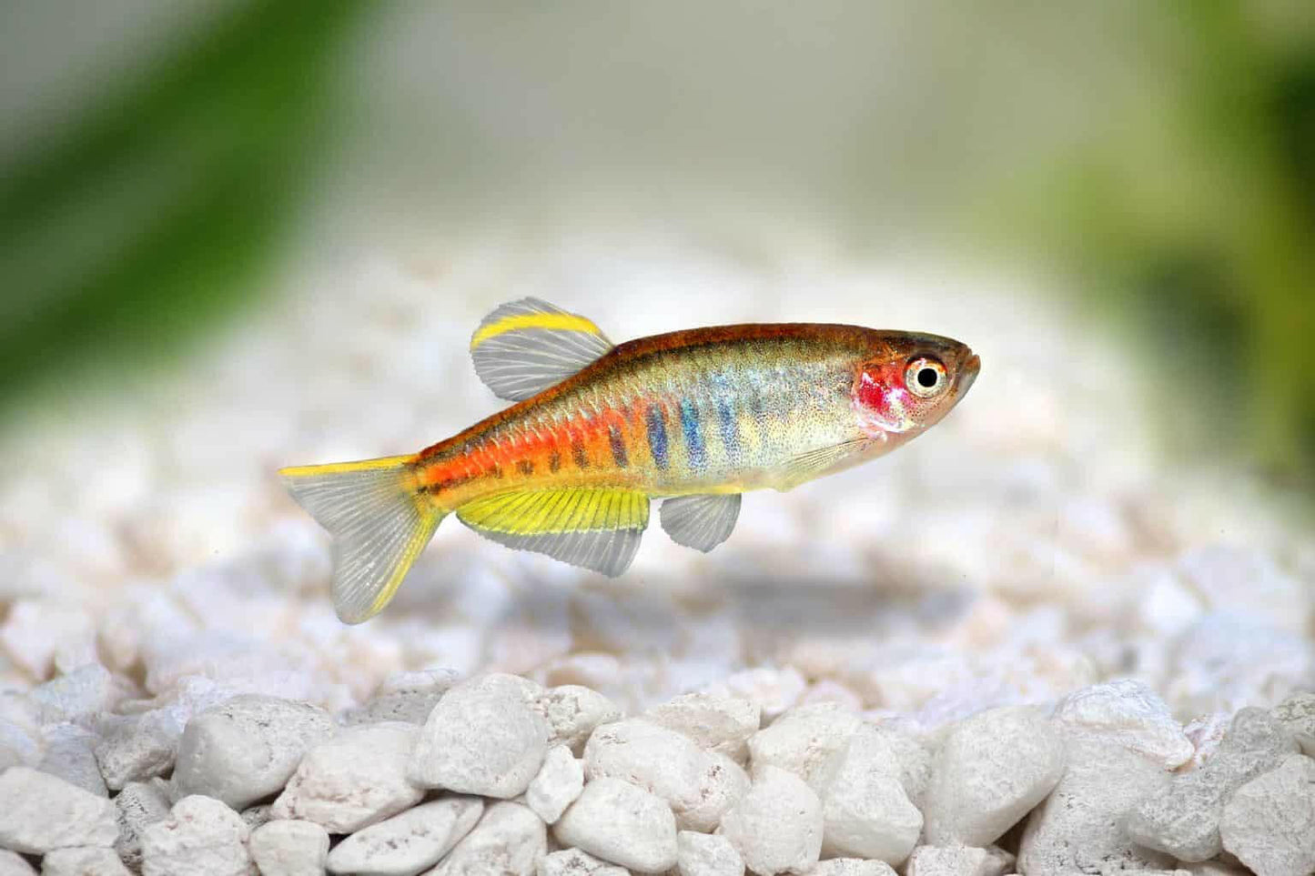 Danio - Dwarf Glowlight (Celestichthys choprae)