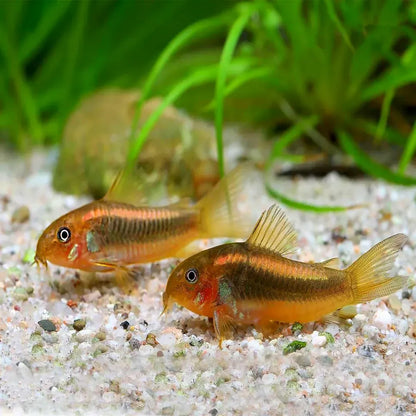 Corydora - Gold Laser (Corydoras aeneus)