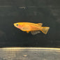 Medaka - Kegane Gold (Oryzias latipes)