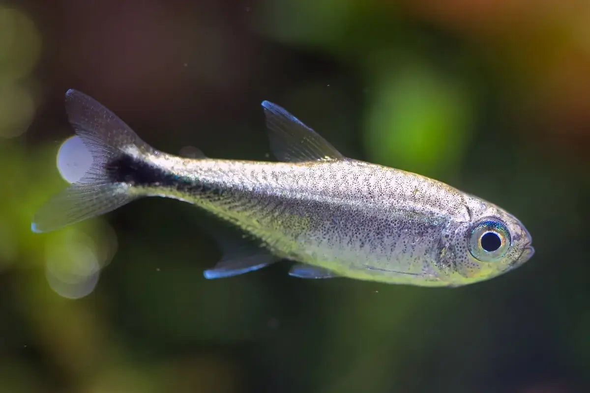 Tetra Gold (Hemigrammus Rodwayi) - WILD