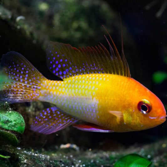 Ram - Gold  (Mikrogeophagus ramirezi)