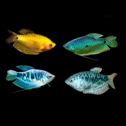 Gourami Opaline - Various
