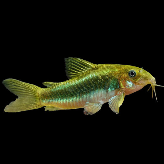 Corydora - Green Laser (Corydoras aeneus) CW009
