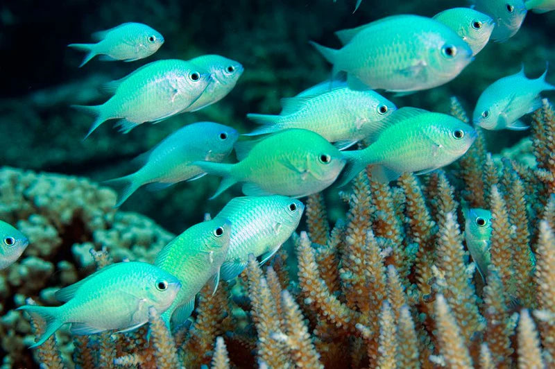 Chromis - Aussie Blue/Green (Chromis viridis)