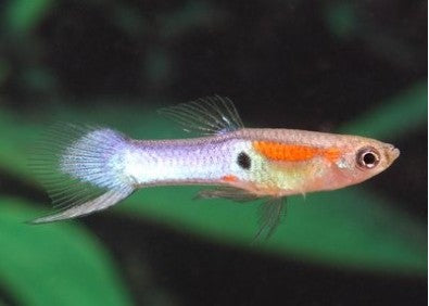 Endler Platinum PAIR
