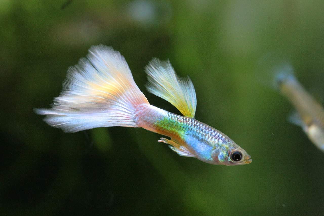 Guppy Dumbo Male - Various – Aquarium Gallery