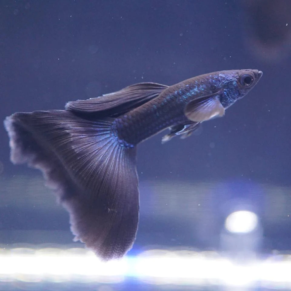 Guppy Moscow Blue Male